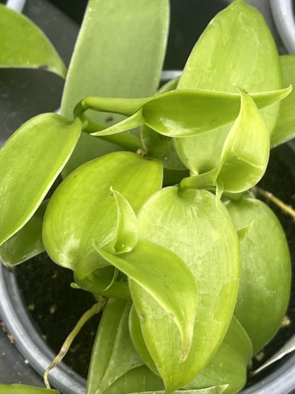 Vanilla planifolia, Vanilla Bean Orchid