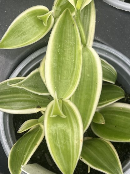 Vanilla planifolia, Albo-Variegata