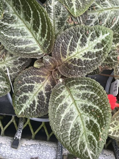 Episcia cupreata, Flame Violet, 'Silver Sheen'