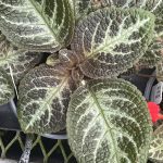 Episcia cupreata, Flame Violet, 'Silver Sheen'
