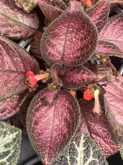 Episcia cupreata, Flame Violet, 'Alice'