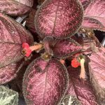 Episcia cupreata, Flame Violet, 'Alice'