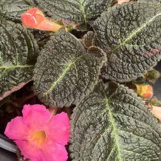 Episcia cupreata, Flame Violet, 'Pink Panther'