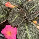 Episcia cupreata, Flame Violet, 'Pink Panther'