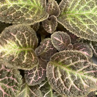 Episcia cupreata, Flame Violet, 'Copper'