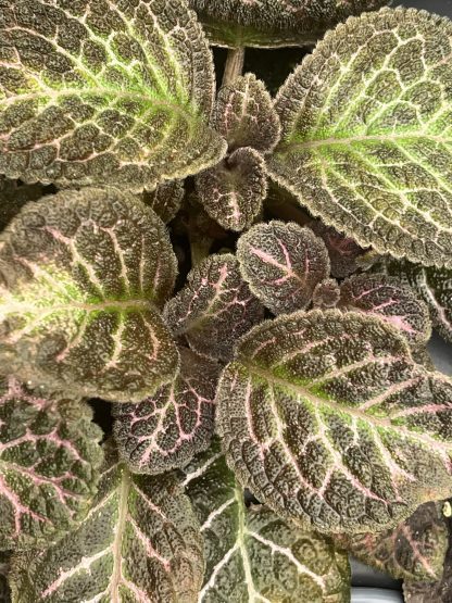 Episcia cupreata, Flame Violet, 'Copper'