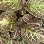 Episcia cupreata, Flame Violet, 'Copper'