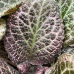 Episcia cupreata, Flame Violet, 'Pink Temptation'