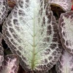 Episcia cupreata, Flame Violet, 'Platinum'