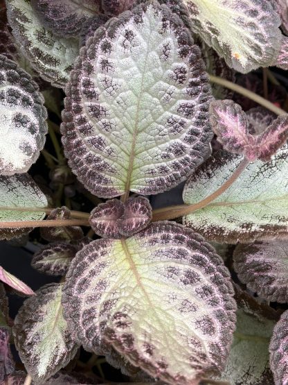 Episcia cupreata, Flame Violet, 'Platinum'