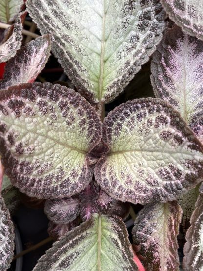 Episcia cupreata, Flame Violet, 'Platinum'