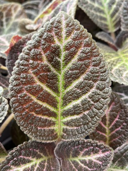 Episcia cupreata, Flame Violet, 'Copper'