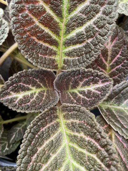 Episcia cupreata, Flame Violet, 'Copper'