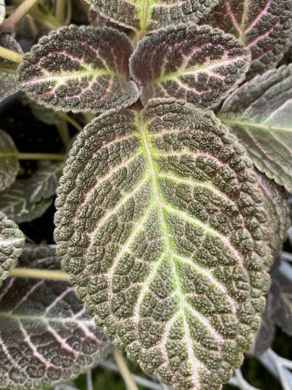 Episcia cupreata, Flame Violet, 'Copper'