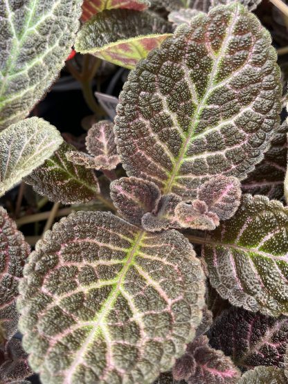 Episcia cupreata, Flame Violet, 'Copper'