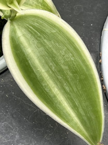 Vanilla planifolia, Albo-Variegata