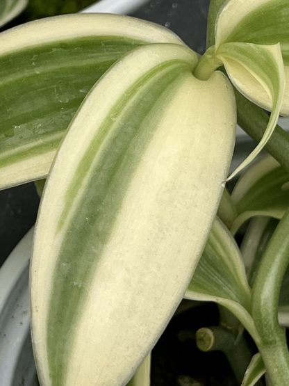 Vanilla planifolia, Albo-Variegata
