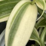 Vanilla planifolia, Albo-Variegata