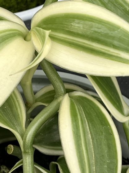 Vanilla planifolia, Albo-Variegata