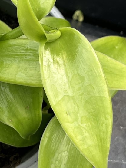 Vanilla planifolia, Vanilla Bean Orchid