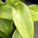 Vanilla planifolia, Vanilla Bean Orchid