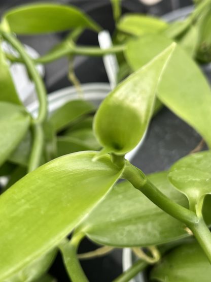 Vanilla planifolia, Vanilla Bean Orchid