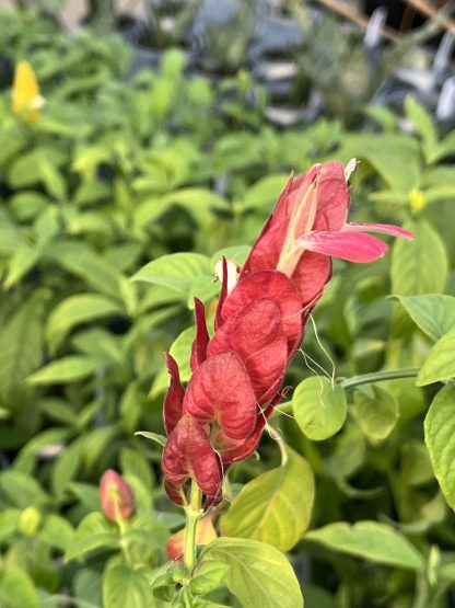 Justicia brandegeana, Red Shrimp Plant