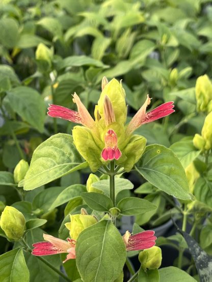 Pachystachys lutea, Fruit Cocktail Shrimp Plant