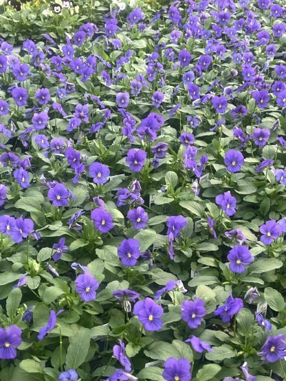 Viola, Blue - Image 2