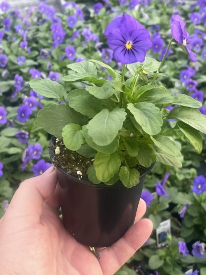 Viola, Yellow Jump-up - Image 8