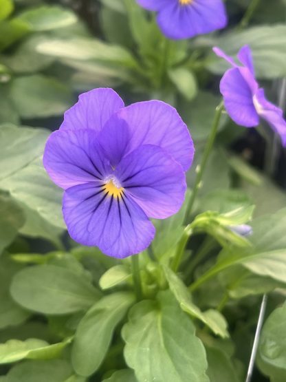 Viola, Blue - Image 4
