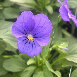 Viola, Blue — Cool-Season Color That Shines