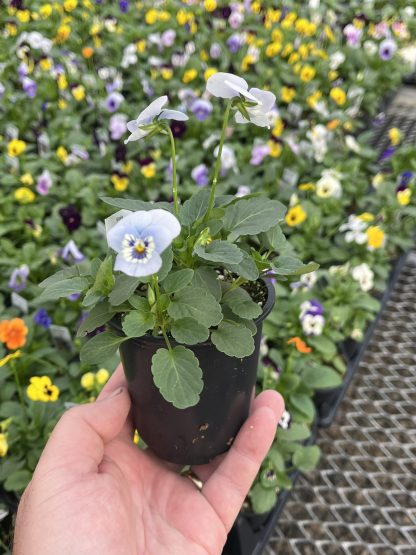 Viola, Yellow Jump-up - Image 6