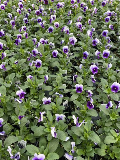 Viola, Beaconsfield - Image 2