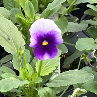 Viola, Beaconsfield
