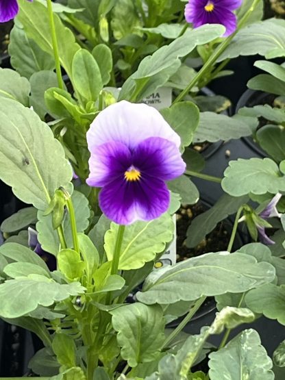 Viola, Beaconsfield