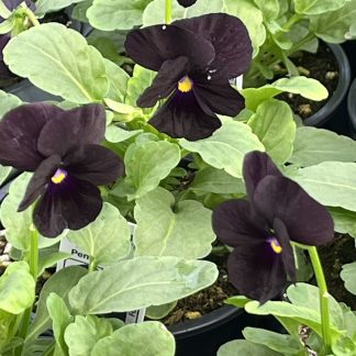 Viola, Black