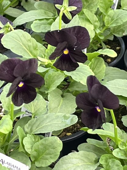 Viola, Black