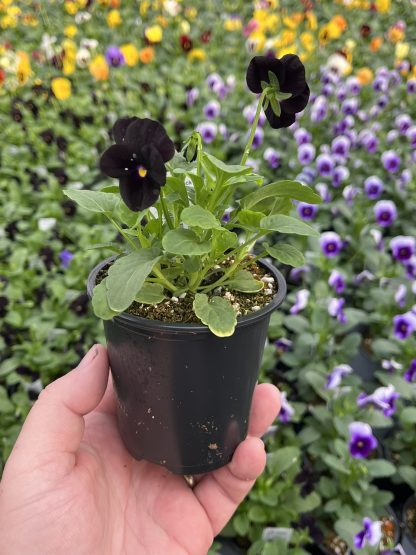 Viola, Yellow Jump-up - Image 5