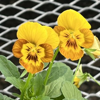 Viola, Honeybee