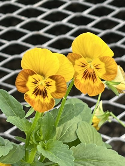 Viola, Honeybee
