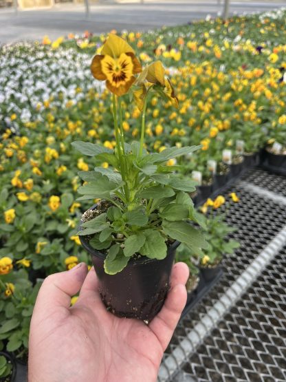 Viola, Yellow Jump-up - Image 4