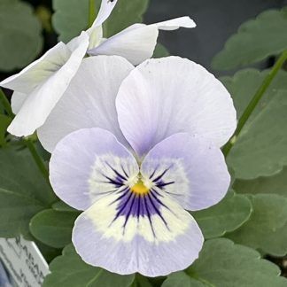 Viola, Marina