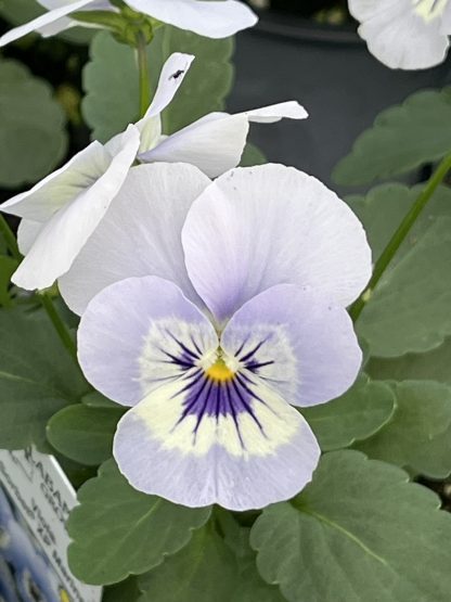 Viola, Marina