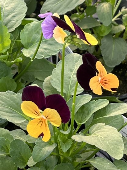 Viola, Orange Jump-up