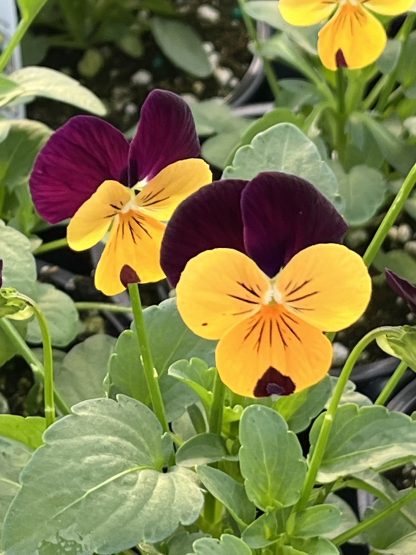 Viola, Orange Jump-up