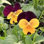Viola, Orange Jump-up