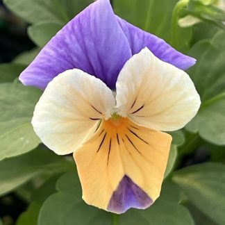 Viola, Peach Jump-up