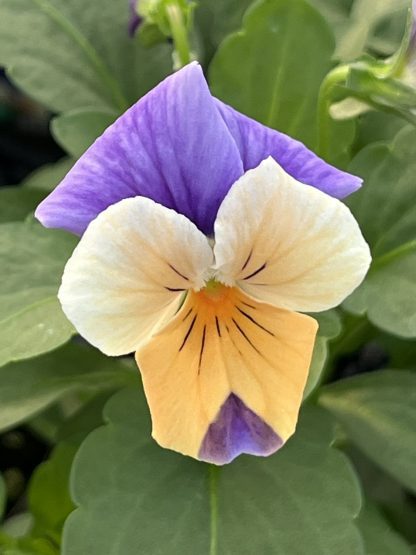 Viola, Peach Jump-up