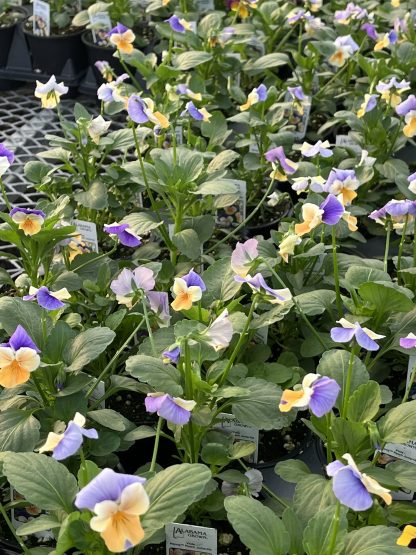Viola, Peach Jump-up